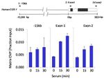 HDAC11 Antibody in ChIP Assay (ChIP)