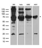 HDAC2 Antibody in Western Blot (WB)