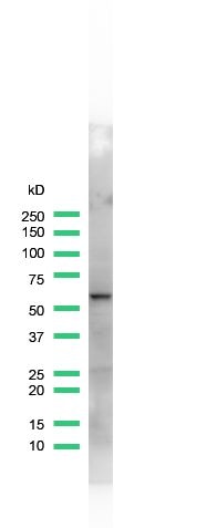 HDAC2 Antibody in Western Blot (WB)