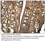 HDAC4 Polyclonal Antibody