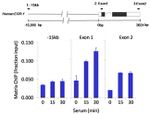 HDAC7 Antibody in ChIP Assay (ChIP)