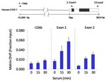 HDAC8 Antibody in ChIP Assay (ChIP)