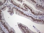 HDAC9 Antibody in Immunohistochemistry (Paraffin) (IHC (P))