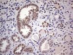 HDAC9 Antibody in Immunohistochemistry (Paraffin) (IHC (P))