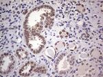 HDAC9 Antibody in Immunohistochemistry (Paraffin) (IHC (P))