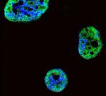 HDGF Antibody in Immunocytochemistry (ICC/IF)