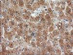HDHD2 Antibody in Immunohistochemistry (Paraffin) (IHC (P))