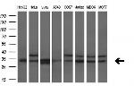 HDHD2 Antibody in Western Blot (WB)
