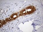 HDHD3 Antibody in Immunohistochemistry (Paraffin) (IHC (P))