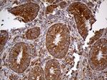 HDHD3 Antibody in Immunohistochemistry (Paraffin) (IHC (P))