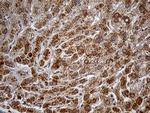 HDHD3 Antibody in Immunohistochemistry (Paraffin) (IHC (P))