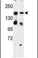 HDLBP Antibody in Western Blot (WB)