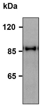 HELLS Polyclonal Antibody