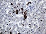 HEMGN Antibody in Immunohistochemistry (Paraffin) (IHC (P))