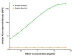 HES1 Antibody in Luminex (Luminex)