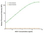HES1 Antibody in Luminex (Luminex)