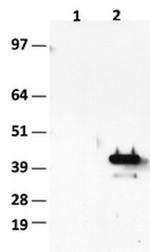 HES1 Antibody in Western Blot (WB)