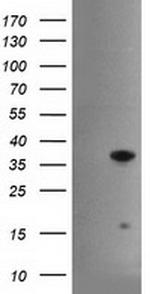HES1 Antibody in Western Blot (WB)