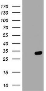 HES1 Antibody in Western Blot (WB)