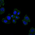 HFE Monoclonal Antibody (3F1)