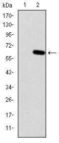 HFE Antibody in Western Blot (WB)