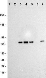 cGAS Monoclonal Antibody (HGAYN), eBioscience™