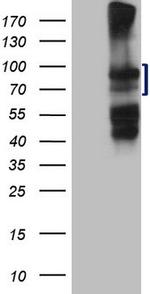 HGF Antibody in Western Blot (WB)