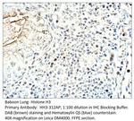 Histone H3 Polyclonal Antibody