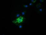 HIBCH Antibody in Immunocytochemistry (ICC/IF)