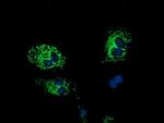 HIBCH Antibody in Immunocytochemistry (ICC/IF)