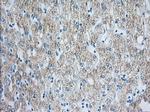 HIBCH Antibody in Immunohistochemistry (Paraffin) (IHC (P))