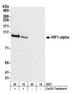 HIF1-alpha Antibody in Western Blot (WB)