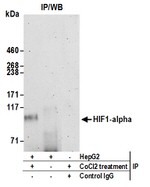 HIF1-alpha Antibody in Western Blot (WB)