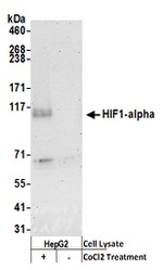 HIF1-alpha Antibody in Western Blot (WB)
