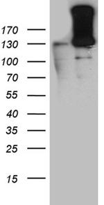 HIF1A Antibody in Western Blot (WB)