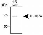 HIF3A Antibody in Western Blot (WB)