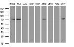HIF3A Antibody in Western Blot (WB)