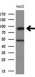 HIPK1 Antibody in Western Blot (WB)