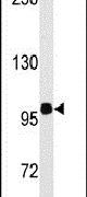 HIPK2 Antibody in Western Blot (WB)
