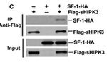 HIPK3 Antibody in Western Blot (WB)