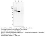 HIPK4 Polyclonal Antibody