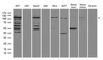 HIRA Antibody in Western Blot (WB)