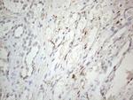 HIST1H2BA Antibody in Immunohistochemistry (Paraffin) (IHC (P))