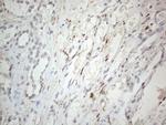 HIST1H2BA Antibody in Immunohistochemistry (Paraffin) (IHC (P))