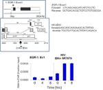 HIV1 Tat Antibody in ChIP Assay (ChIP)