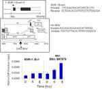 HIV1 Tat Monoclonal Antibody (N1)