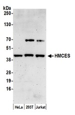 HMCES Antibody in Western Blot (WB)