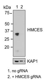 HMCES Polyclonal Antibody