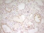 HMG20A Antibody in Immunohistochemistry (Paraffin) (IHC (P))