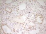 HMG20A Antibody in Immunohistochemistry (Paraffin) (IHC (P))